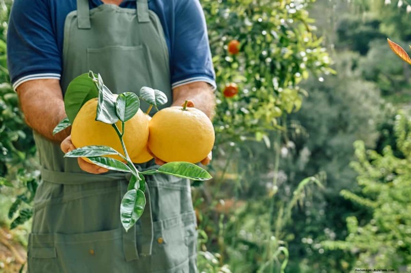 Citrusbehoud:duurzame oplossingen voor versheid en kwaliteit 