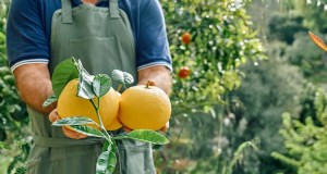 Conservazione degli agrumi:soluzioni sostenibili per freschezza e qualità 