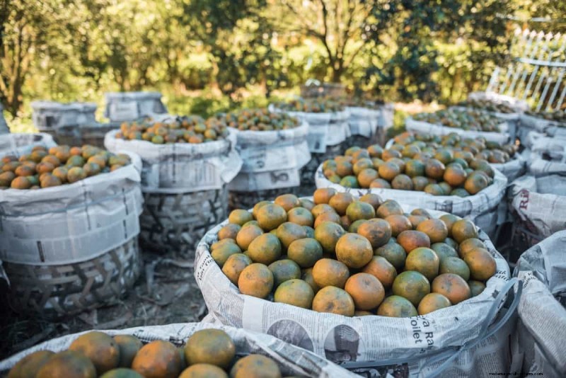 Citrusbehoud:duurzame oplossingen voor versheid en kwaliteit 