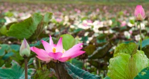 Lotusteelt:een complete gids voor planten, groeien en oogsten 