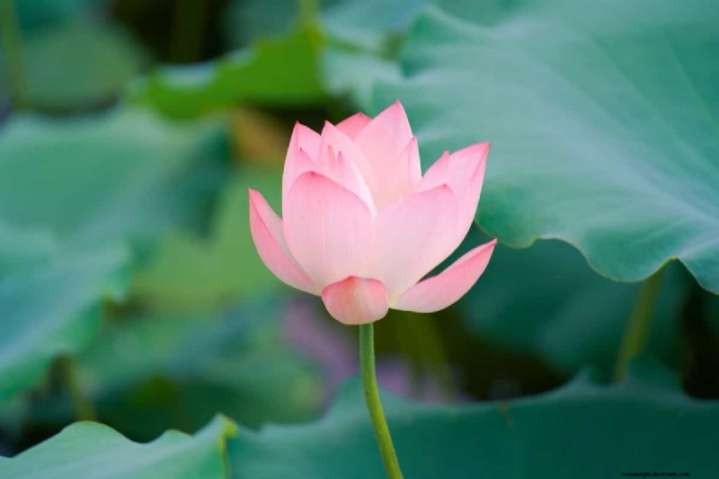 Coltivazione del loto:una guida completa alla semina, alla coltivazione e alla raccolta 