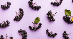 Elderberry Farming:A Complete Guide to Growing, Harvesting &Profiting 