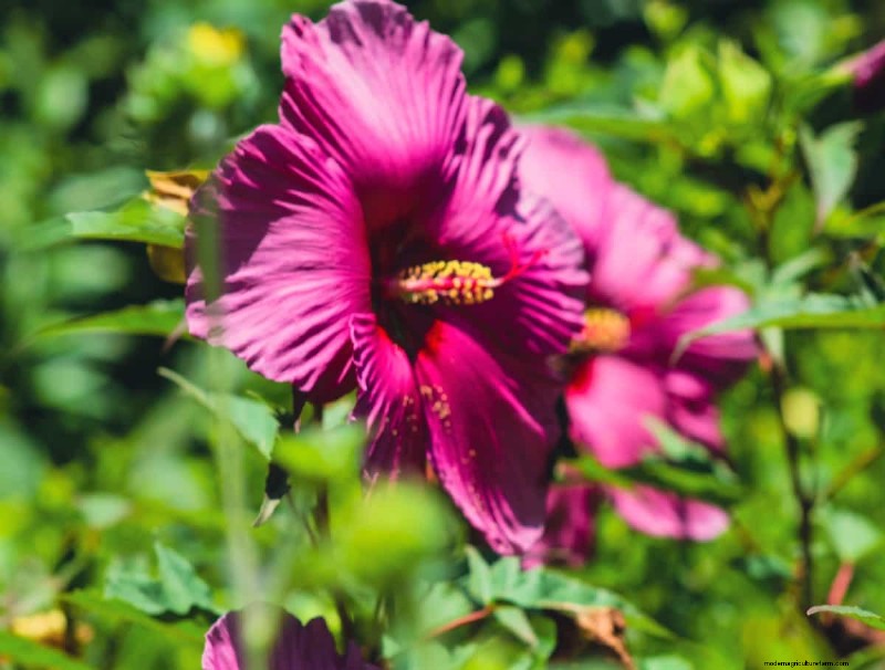 Hibiskus-Schädlings- und Krankheitsbekämpfung:Bewährte Strategien für gesunde Blüten 