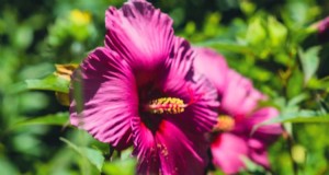 Hibiskus-Schädlings- und Krankheitsbekämpfung:Bewährte Strategien für gesunde Blüten 