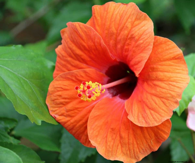 Hibiskus-Schädlings- und Krankheitsbekämpfung:Bewährte Strategien für gesunde Blüten 