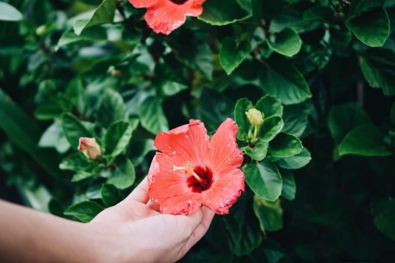 Hibiskus-Schädlings- und Krankheitsbekämpfung:Bewährte Strategien für gesunde Blüten 