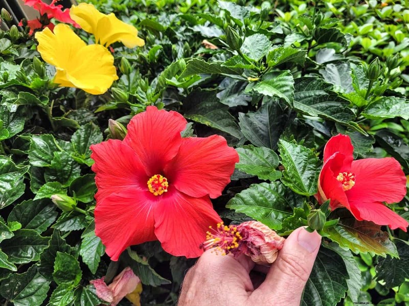 Hibiskus-Schädlings- und Krankheitsbekämpfung:Bewährte Strategien für gesunde Blüten 