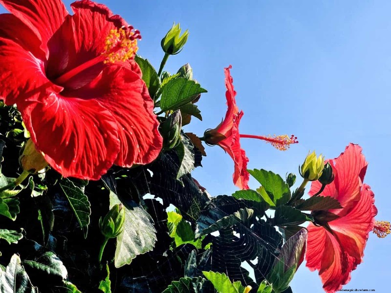 Hibiskus-Schädlings- und Krankheitsbekämpfung:Bewährte Strategien für gesunde Blüten 