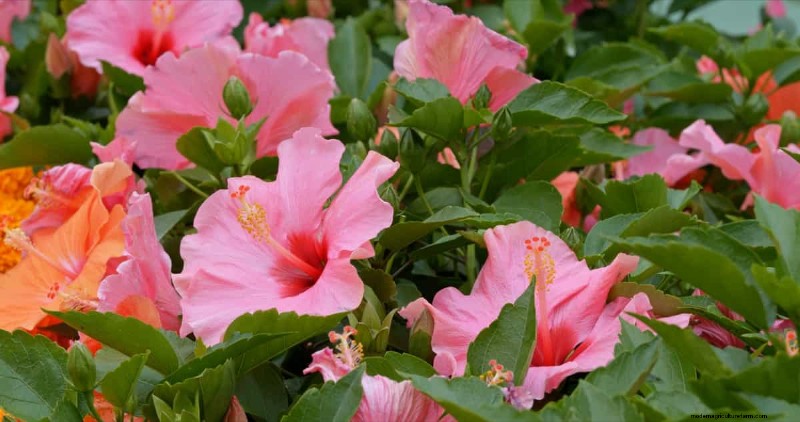Hibiskus-Schädlings- und Krankheitsbekämpfung:Bewährte Strategien für gesunde Blüten 