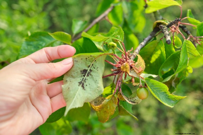 Berry Orchard Pest &Disease Management:een complete gids 
