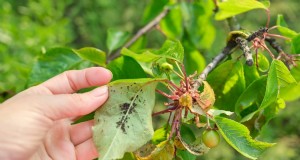 Berry Orchard Pest &Disease Management:een complete gids 