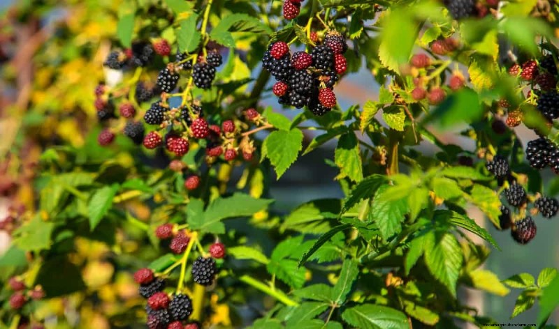 Berry Orchard Pest &Disease Management:een complete gids 