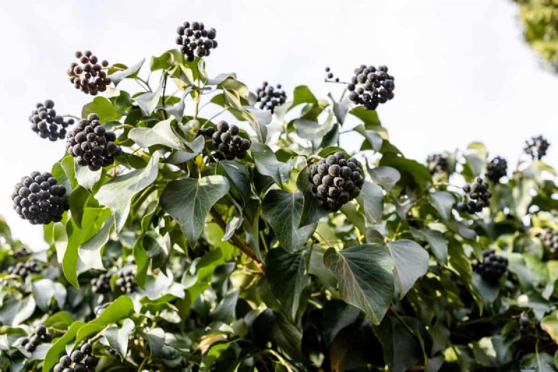 Berry Orchard Pest &Disease Management:een complete gids 