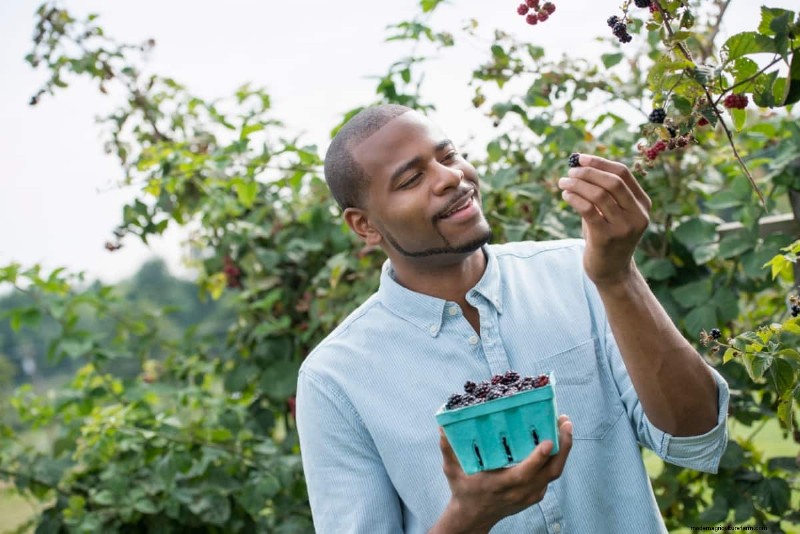 Berry Orchard Pest &Disease Management:een complete gids 