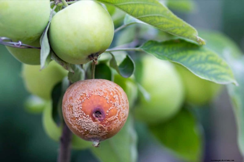 Pengendalian Keropeng Apple:Panduan Komprehensif untuk Pencegahan &Penatalaksanaan 