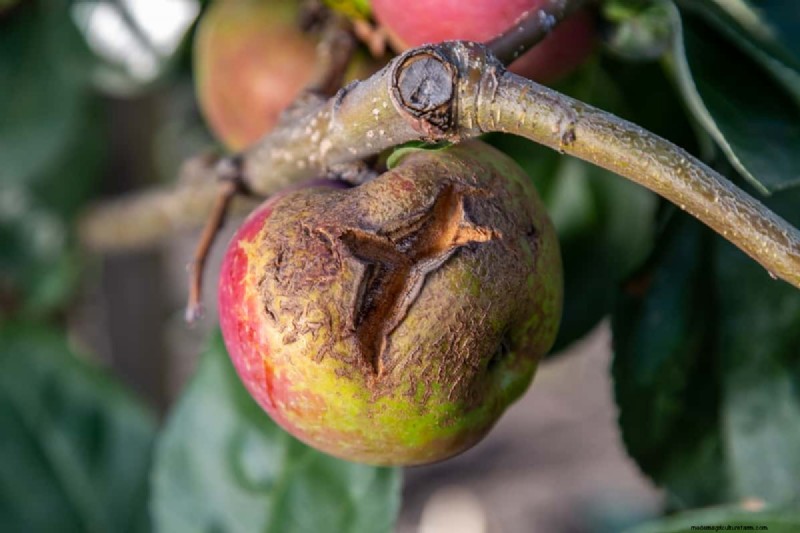 Pengendalian Keropeng Apple:Panduan Komprehensif untuk Pencegahan &Penatalaksanaan 