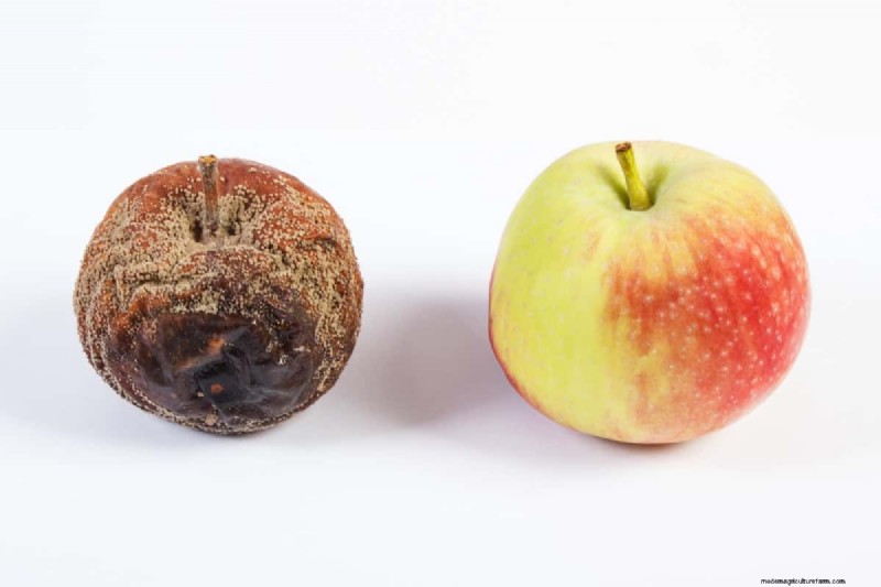 Pengendalian Keropeng Apple:Panduan Komprehensif untuk Pencegahan &Penatalaksanaan 