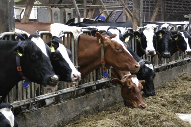 Verlaag de voerkosten en verhoog de winst met enzymen voor herkauwers 