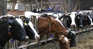 Verlaag de voerkosten en verhoog de winst met enzymen voor herkauwers 