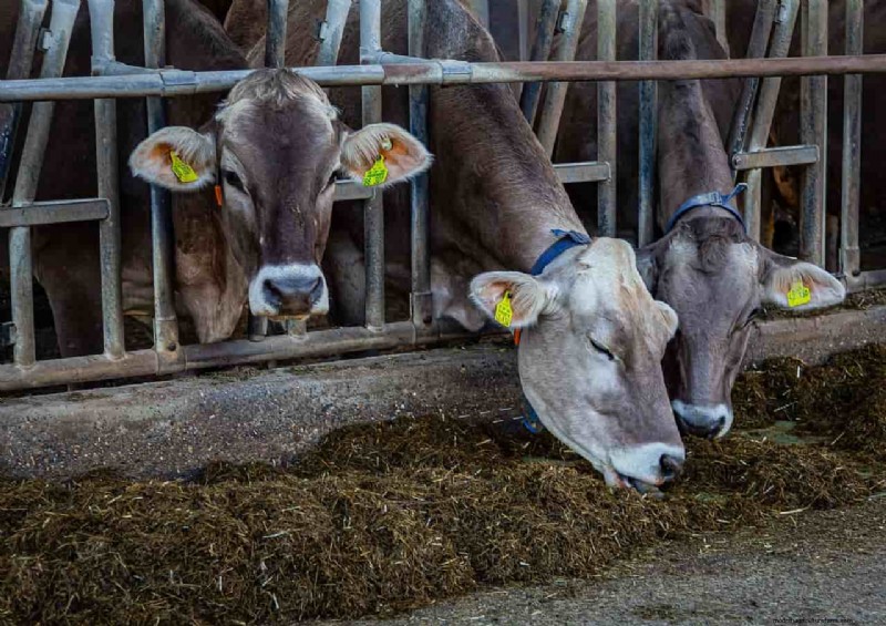 Verlaag de voerkosten en verhoog de winst met enzymen voor herkauwers 
