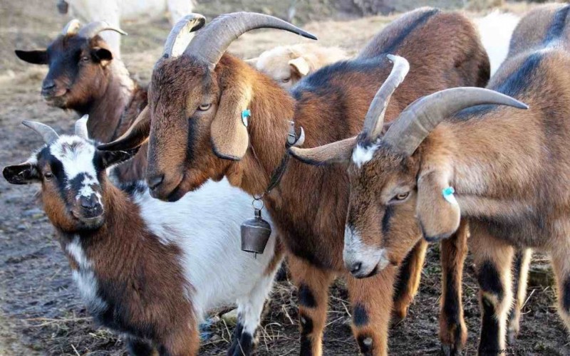 Natuurlijke ontworming van geiten:veilige en effectieve zelfgemaakte remedies 