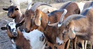 Natuurlijke ontworming van geiten:veilige en effectieve zelfgemaakte remedies 