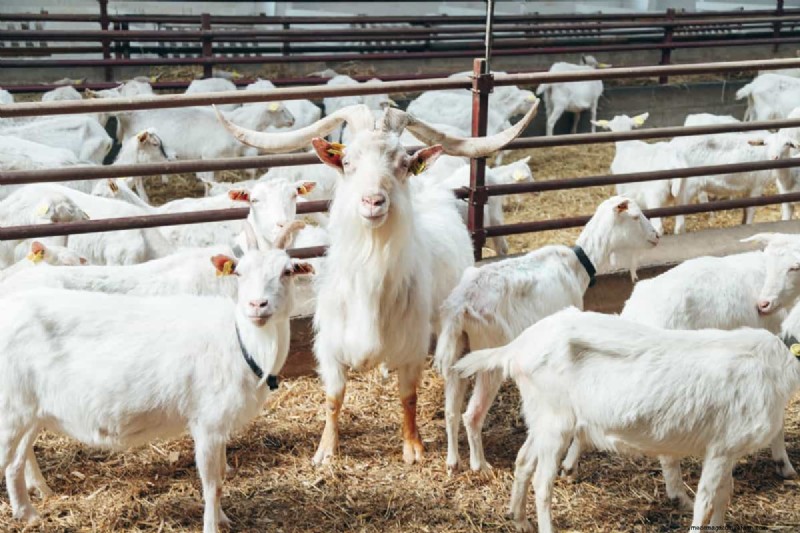 Natuurlijke ontworming van geiten:veilige en effectieve zelfgemaakte remedies 