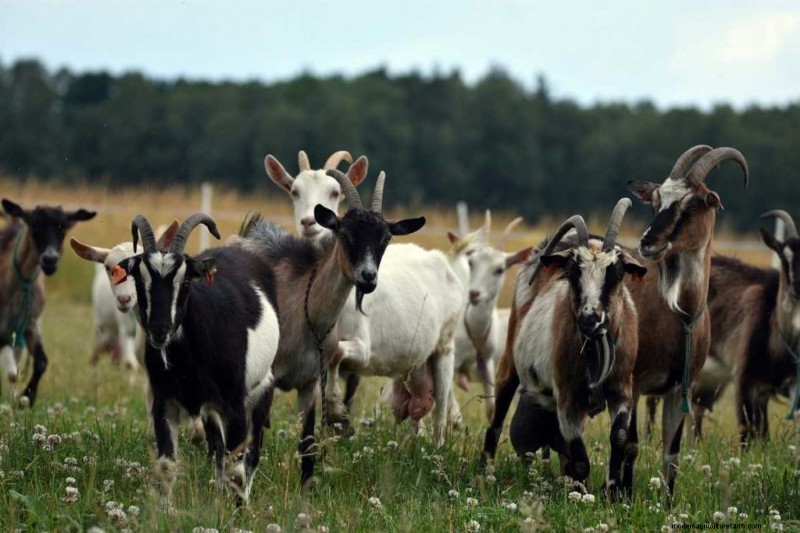 Natuurlijke ontworming van geiten:veilige en effectieve zelfgemaakte remedies 