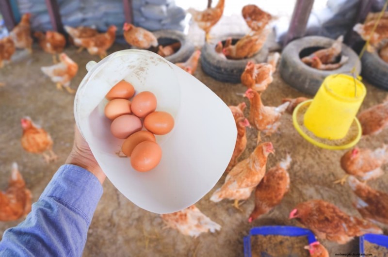 Pluimveehouderij Winstgevendheid:winst per kip uitgelegd 