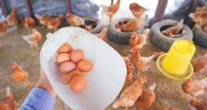Rentabilidad de la avicultura:explicación de las ganancias por pollo 