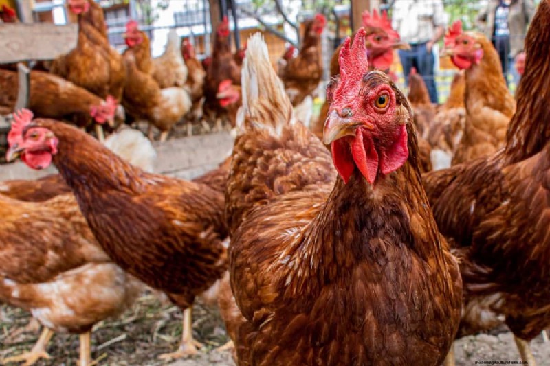 Pluimveehouderij Winstgevendheid:winst per kip uitgelegd 