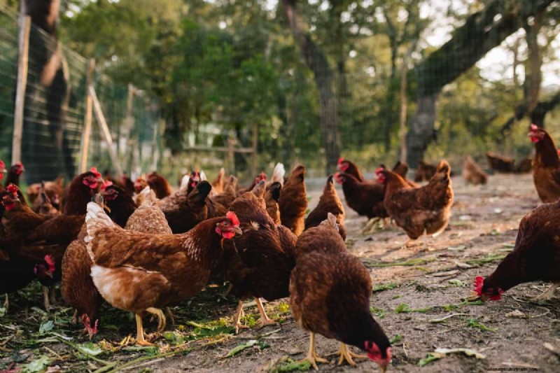 Pluimveehouderij Winstgevendheid:winst per kip uitgelegd 