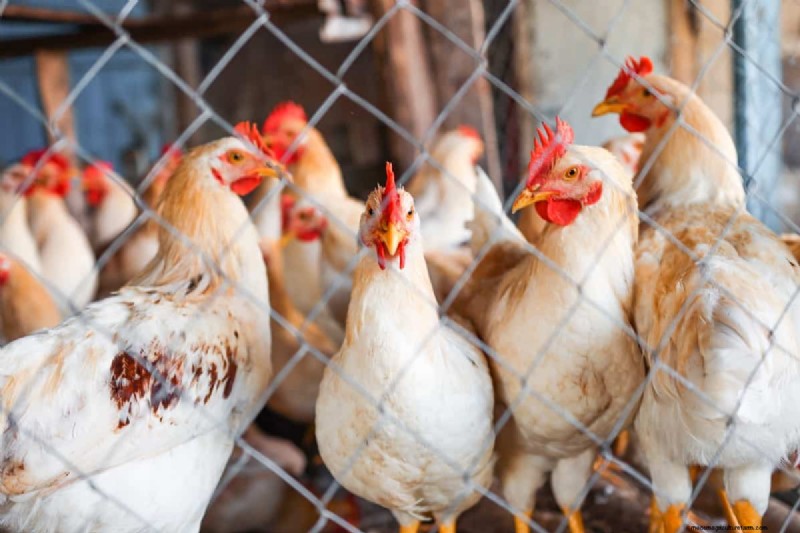 Pluimveehouderij Winstgevendheid:winst per kip uitgelegd 
