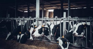 Opstartkosten voor melkveebedrijven in Maharashtra:een uitgebreide gids 