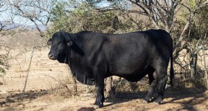 Inkomsten uit de Australische veehouderij:inkomsten, kosten en winstgevendheid 