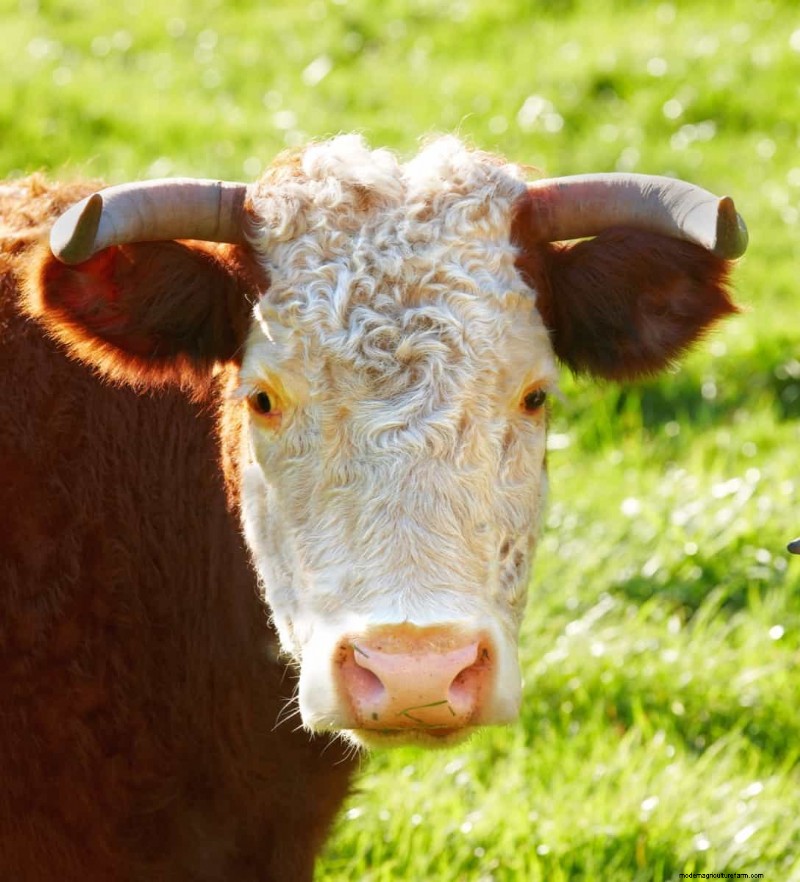 Ingresos de la ganadería australiana:ganancias, costos y rentabilidad 