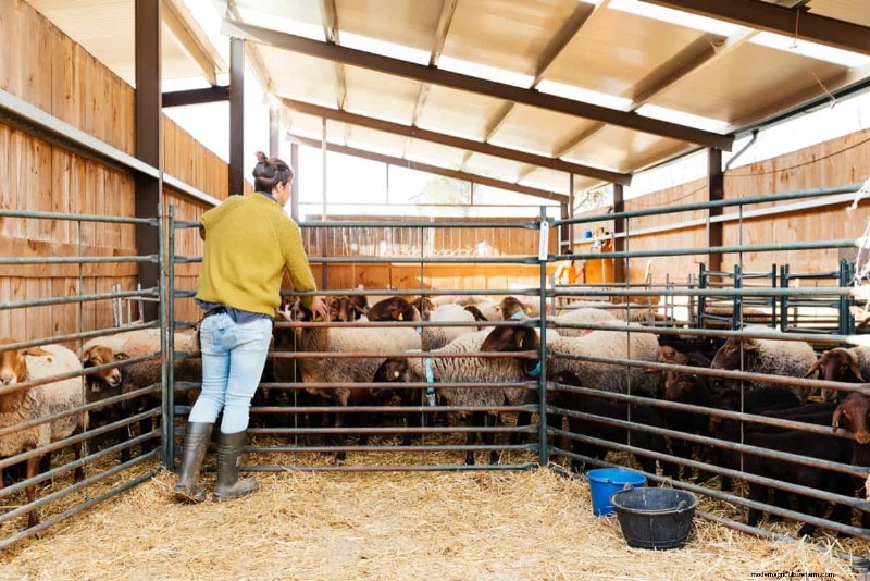 Natural Sheep Foot Rot Treatment:Holistic Remedies &Prevention 