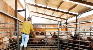 Natural Sheep Foot Rot Treatment:Holistic Remedies &Prevention 