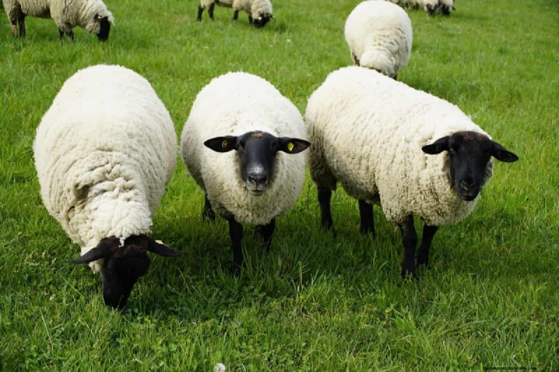 Natural Sheep Foot Rot Treatment:Holistic Remedies &Prevention 