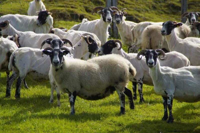 Natural Sheep Foot Rot Treatment:Holistic Remedies &Prevention 