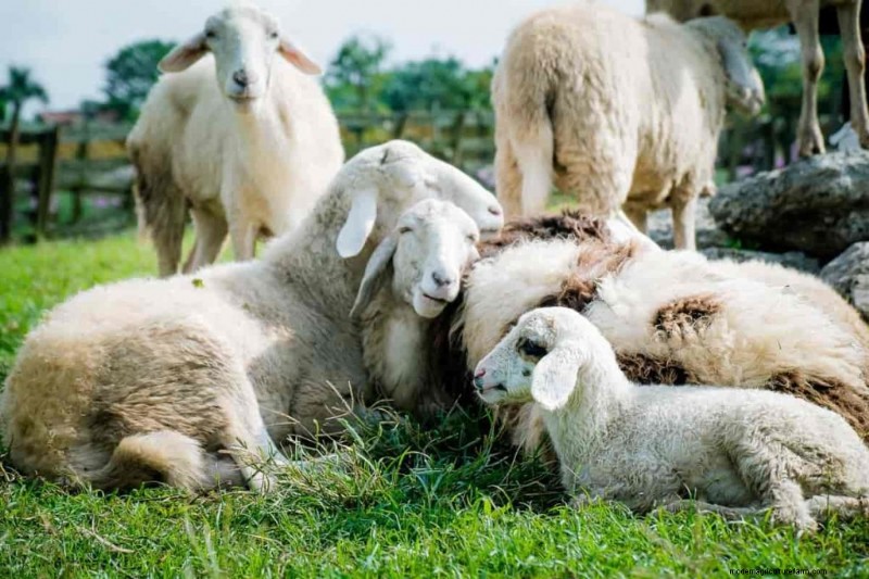 Natural Sheep Foot Rot Treatment:Holistic Remedies &Prevention 