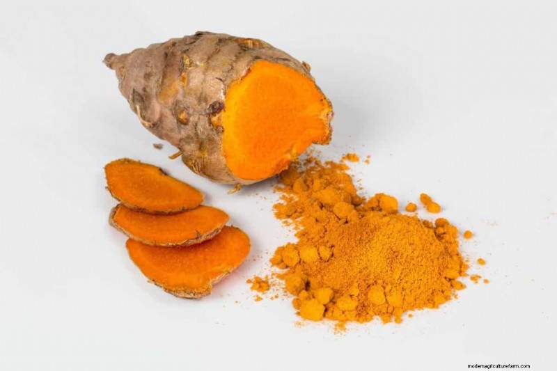 Integrazione di curcuma per il bestiame:potenziare la salute in modo naturale 