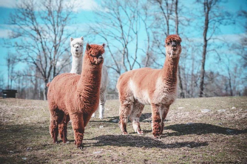 Plan de negocios de Alpaca Farm:una guía completa para el éxito 