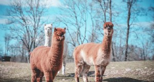 Plan de negocios de Alpaca Farm:una guía completa para el éxito 