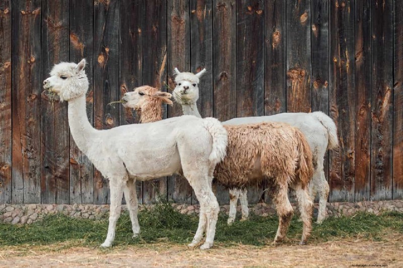 Plan de negocios de Alpaca Farm:una guía completa para el éxito 