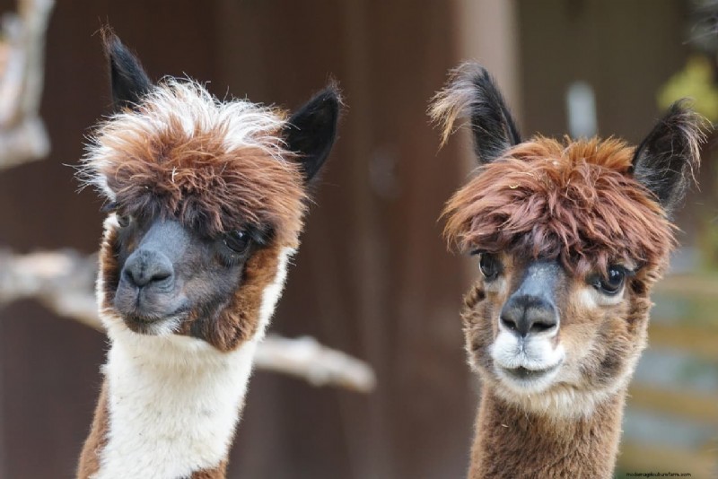 Plan de negocios de Alpaca Farm:una guía completa para el éxito 