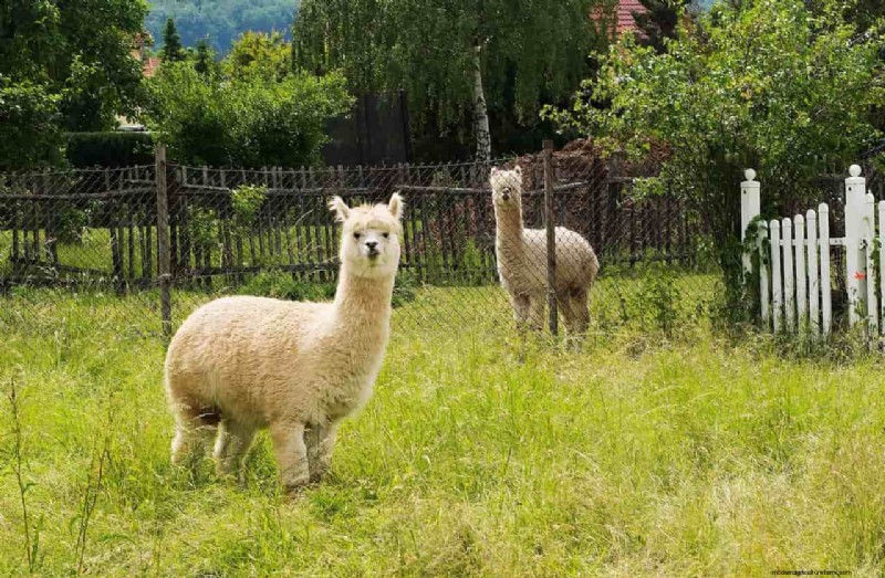 Plan de negocios de Alpaca Farm:una guía completa para el éxito 