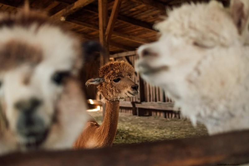 Plan de negocios de Alpaca Farm:una guía completa para el éxito 