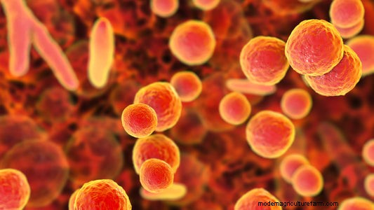 Weefselkweekbesmetting:identificatie en controle | PPM™ Biocoupler™ 