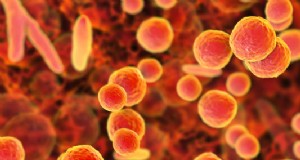 Weefselkweekbesmetting:identificatie en controle | PPM™ Biocoupler™ 